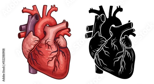 Anatomical human heart red and black silhouette set - medical anatomy cardiovascular system organ biology education healthcare cardiology illustration concept design