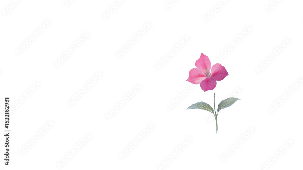Fototapeta premium Beautiful delicate pink flower bloom with soft petals and green stem isolated on white background