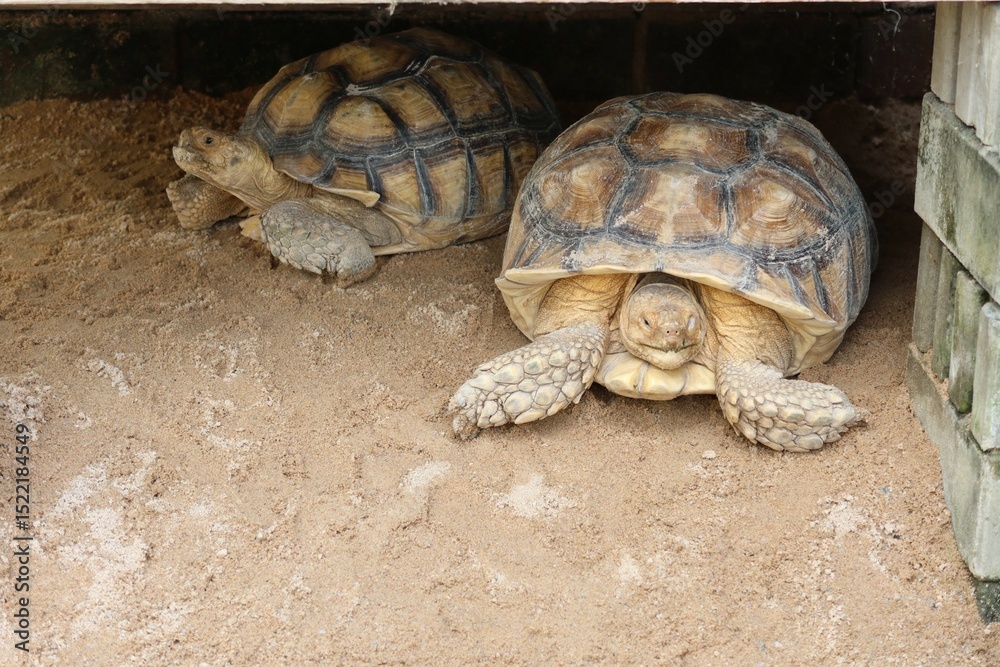 Obraz premium turtle on a rock
