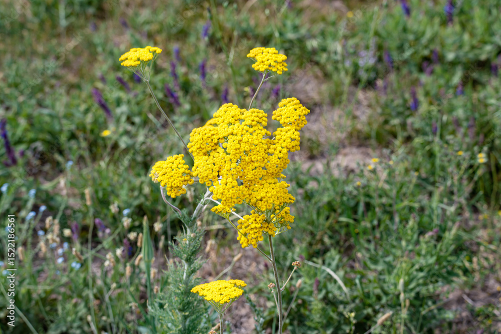 Obraz premium Large yellow inflorescence of tansy (Tanacetum vulgare) in close-up.