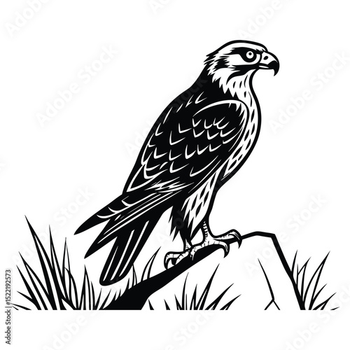 Golden eagle, a majestic bird of prey, isolated on white, showcasing its intense eye, brown feathers, and powerful beak