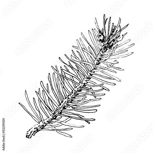 Branch of a Christmas tree, vector illustration, hand drawn. Graphics with a liner