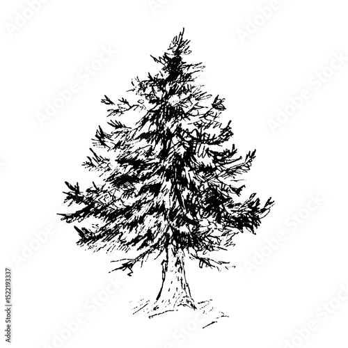 Spruce tree, vector illustration, hand drawn. Graphic with liner
