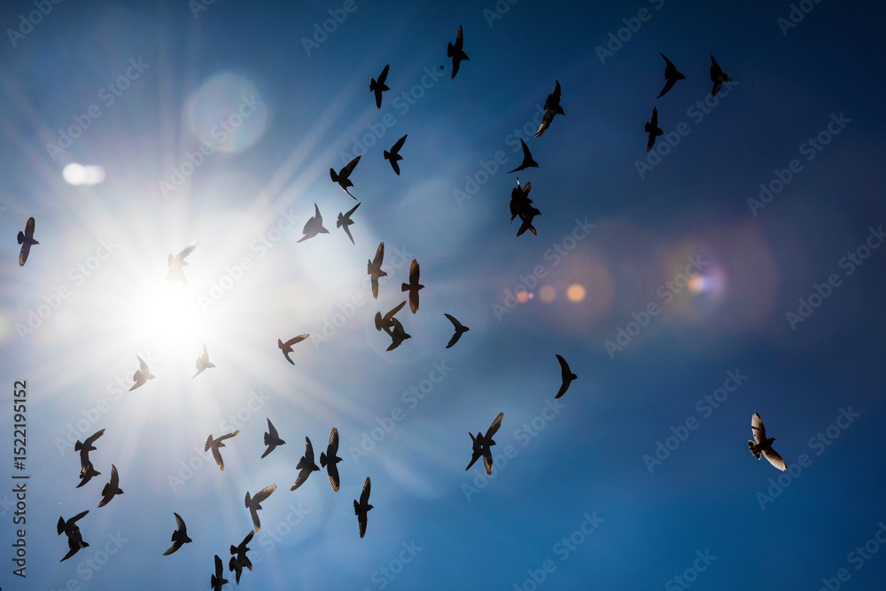 Fototapeta premium Flock of birds, A skyscape with flying birds photographed just as the sun's bright light passed through it, creating an impressive beam of light.