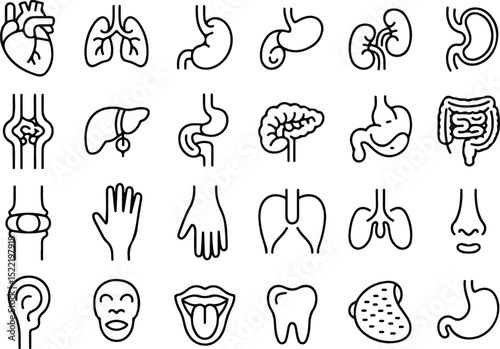 Medical organs line icon set. Vector pictograms of anatomy, body parts, kidney, bladder, pancreas, intestine, thyroid, pelvis, skeleton, joint, hand, nose, mouth, tongue, thin linear icon illustration
