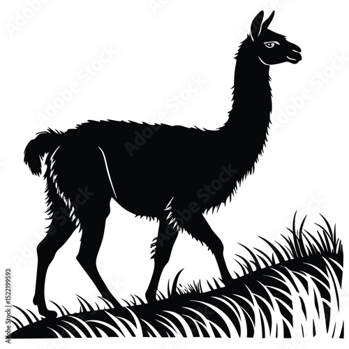 Cute brown and white llama portrait on white background isolated animal wildlife