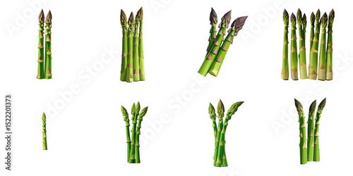 Multiple vector illustrations asparagus

