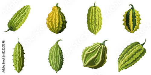 Multiple vector illustrations bitter gourd

