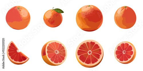 Multiple vector illustrations grapefruit

