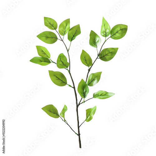 Green leaf branch sprig isolated on transparent background