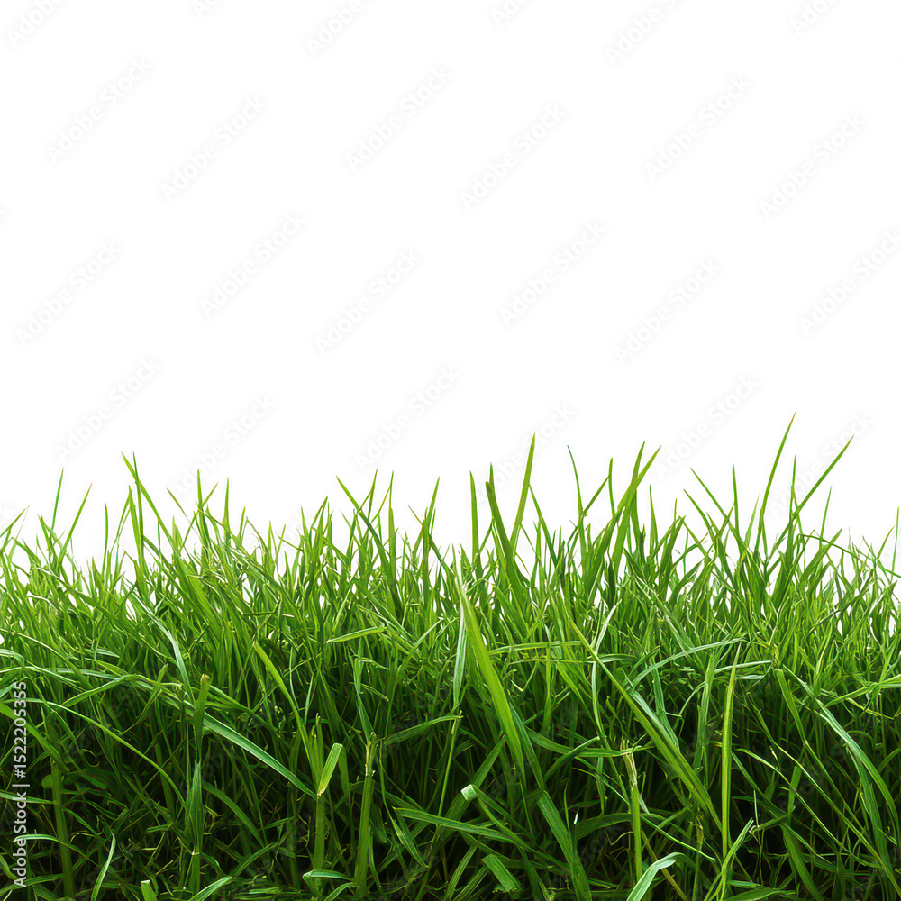 Fototapeta premium Lush green grass border isolated on transparent background