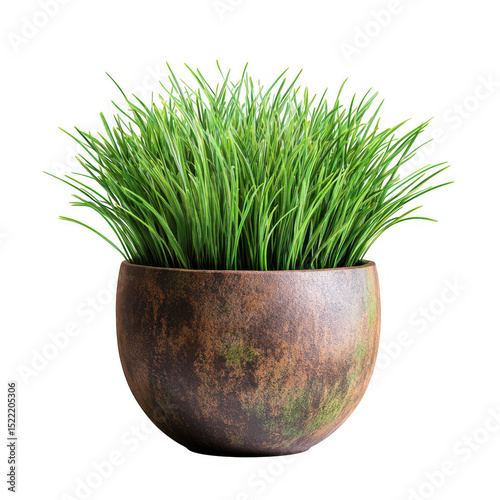 Green grass in rustic brown pot isolated on transparent background