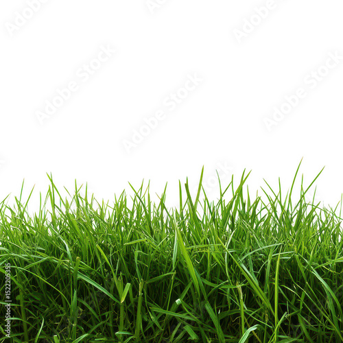 Lush green grass border isolated on transparent background