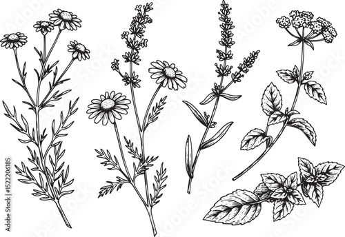 Vintage Herbal Remedy, A Detailed Woodcut Illustration of Medici