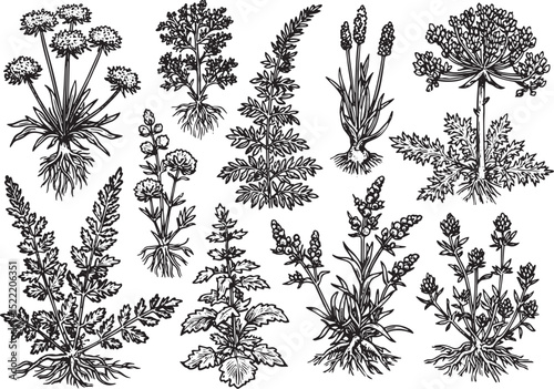 Botanical Collection of Woodcut Style Herbs and Plants Black and