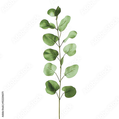 Single eucalyptus branch isolated on transparent background