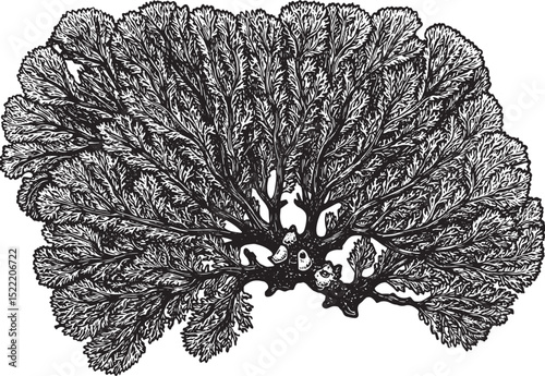 Detailed Woodcut Illustration of a Sea Fan, Coral with Attached
