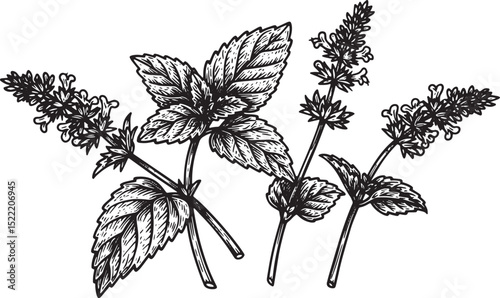 Elegant lemon balm botanical illustration with a vintage woodcut