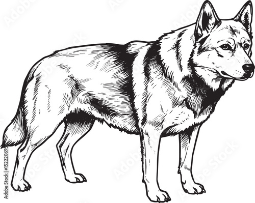 Elegant Dogo Argentino Illustration, A Detailed Woodcut Style Dr
