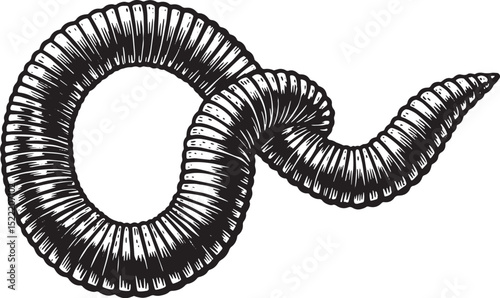 Monochrome drawing of earthworm with textured segmented body and