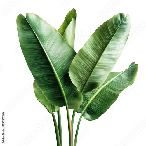 Lush green bird of paradise leaves isolated on transparent background