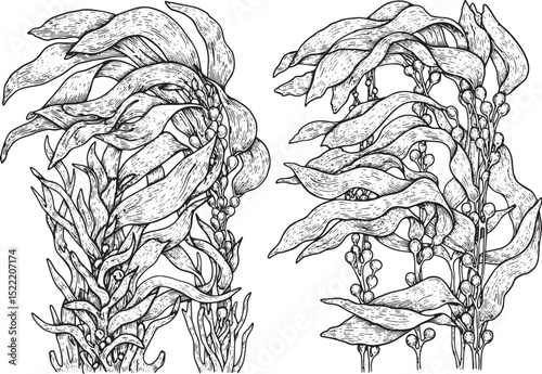 Detailed Woodcut Illustration of Kelp Forest Ecosystem in Black