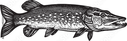 Detailed Woodcut Style Illustration of a Northern Pike Fish in B