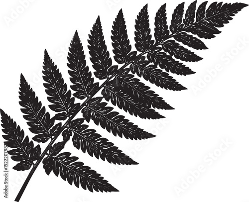 Detailed Woodcut Illustration of a Fern Frond on a Pure White Ba