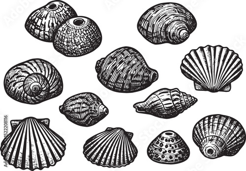 Detailed Shell Collection Woodcut Illustration in Black and Whit