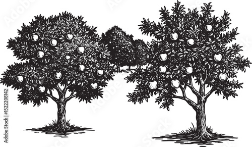 Black and White Woodcut Illustration of an Orchard with Apple Tr