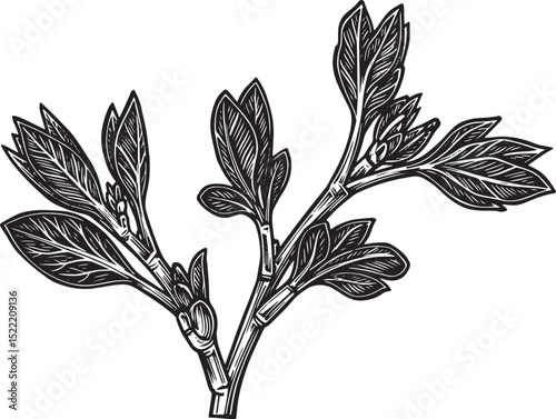 Detailed botanical engraving of a plant branch with emerging lea