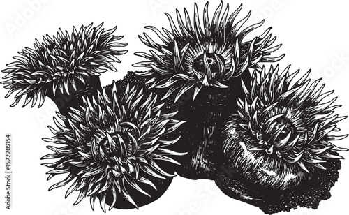 Detailed black and white woodcut illustration of multiple sea an