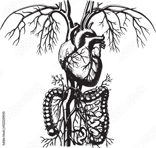 Intricate woodcut illustration showcases the human circulatory s