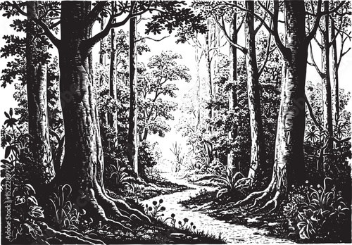 Detailed Woodcut Illustration of a Forest Path in Black and Whit