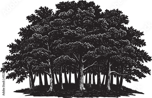 Detailed woodcut illustration of a dense grove of trees in black