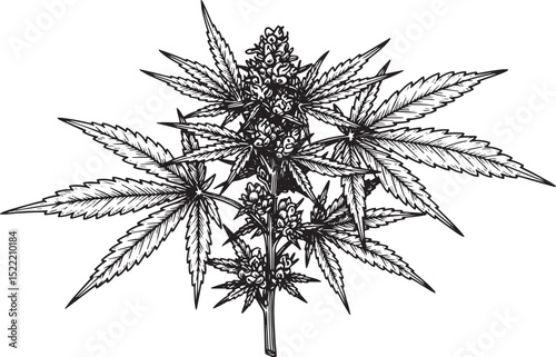 Detailed Woodcut Illustration of Medical Cannabis Plant in Black