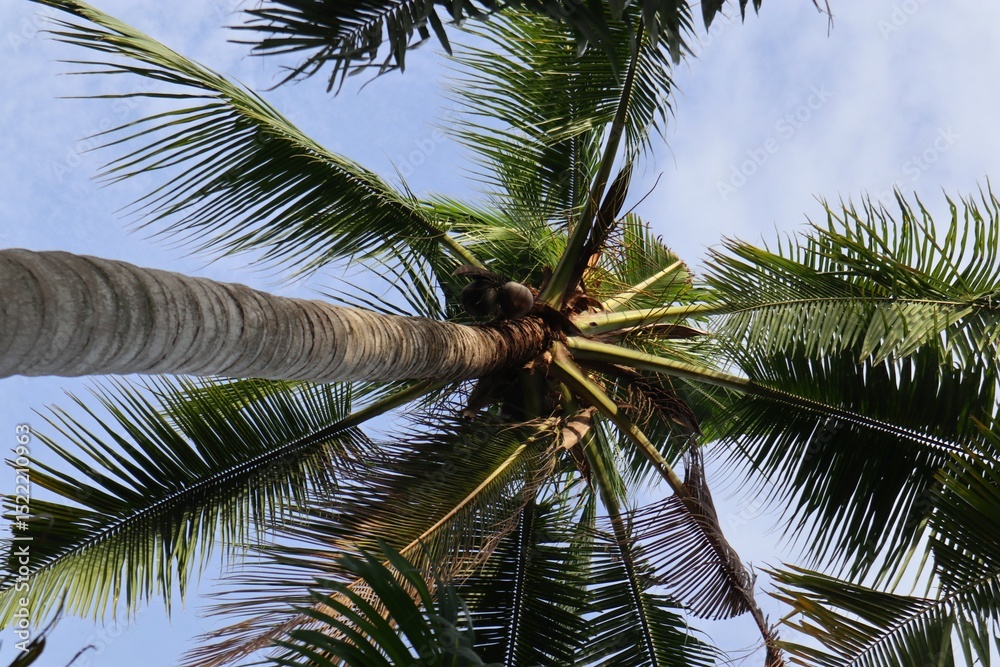 Fototapeta premium Palm tree extending to the sky, revealing nature's upward reach