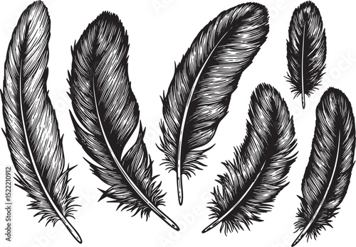 Elegant Feathers, A Black and White Woodcut Illustration of Natu