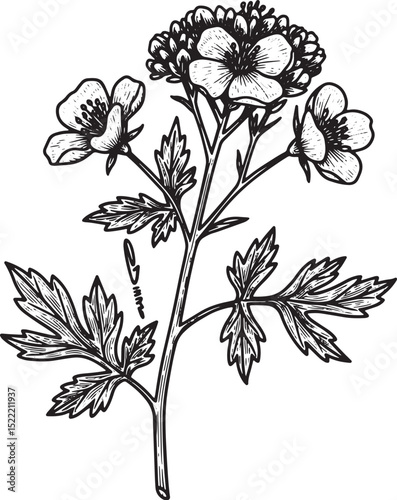 Detailed Black and White Woodcut Illustration of a Magical Herb