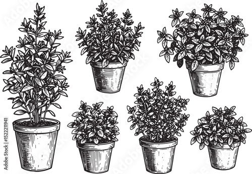 Elegant Woodcut Illustration of Assorted Herb Pots in Black and