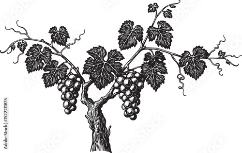 Detailed Woodcut Illustration of a Grape Vine with Leaves and Gr