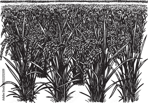 Monochrome Woodcut Illustration of a Vast Rice Field Landscape D