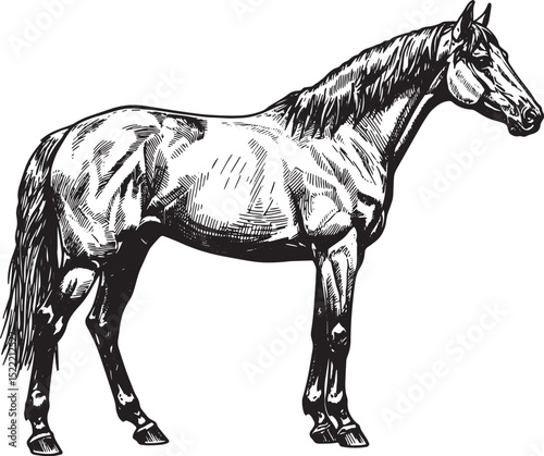 Elegant Monochrome Horse Portrait, A Woodcut Style Artistic Rend