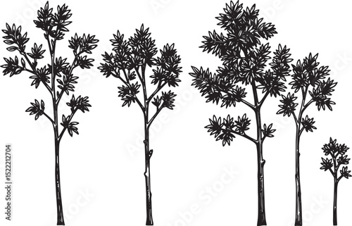 Elegant tree saplings woodcut illustration in detailed black and