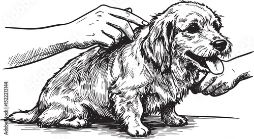 Delightful Dachshund Grooming Woodcut Illustration in Black and