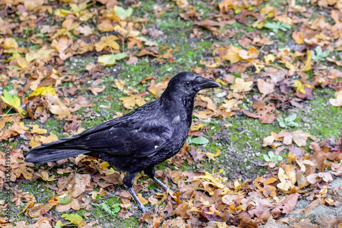 A black crow in autumn against a backdrop of yellowed leaves.