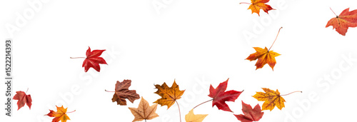 Falling leaves, autumn foliage on transparent background, beautiful background of orange and gold leaves. Vector maple leaf, png, flying foliage from tree.	
