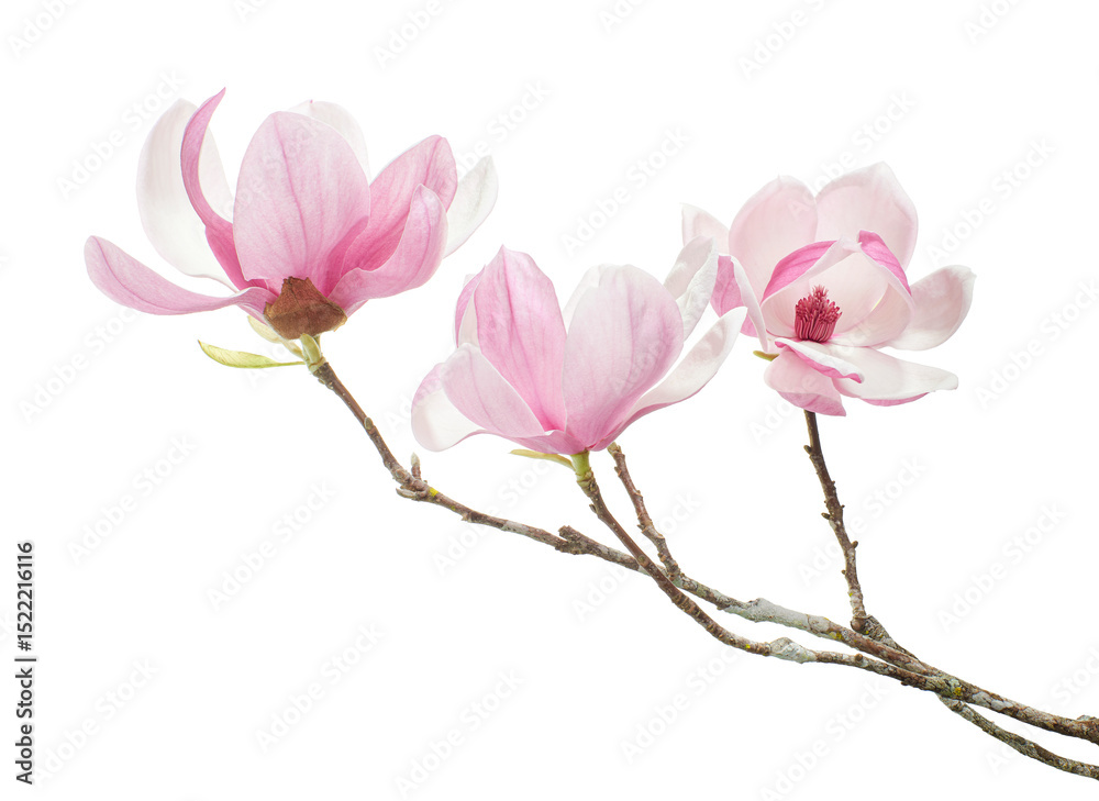 Purple magnolia flower, Magnolia felix isolated on white background, with clipping path Purple magnolia flower, Magnolia felix isolated on white background, with clipping path