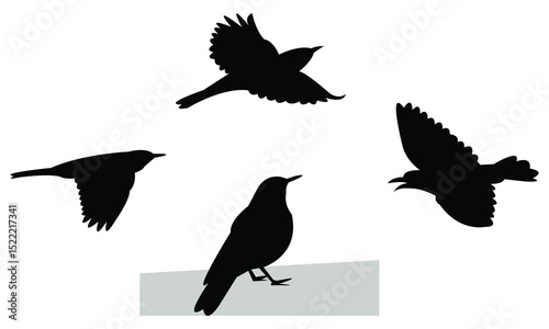 Alpine thrush bird Silhouette Design  And Vector Illustration. 