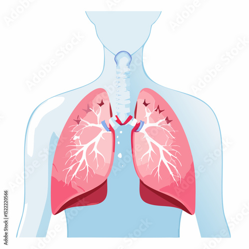 Human Respiratory System Lungs Anatomy Illustration